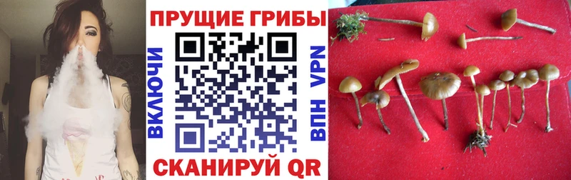 Псилоцибиновые грибы мицелий  Рославль 