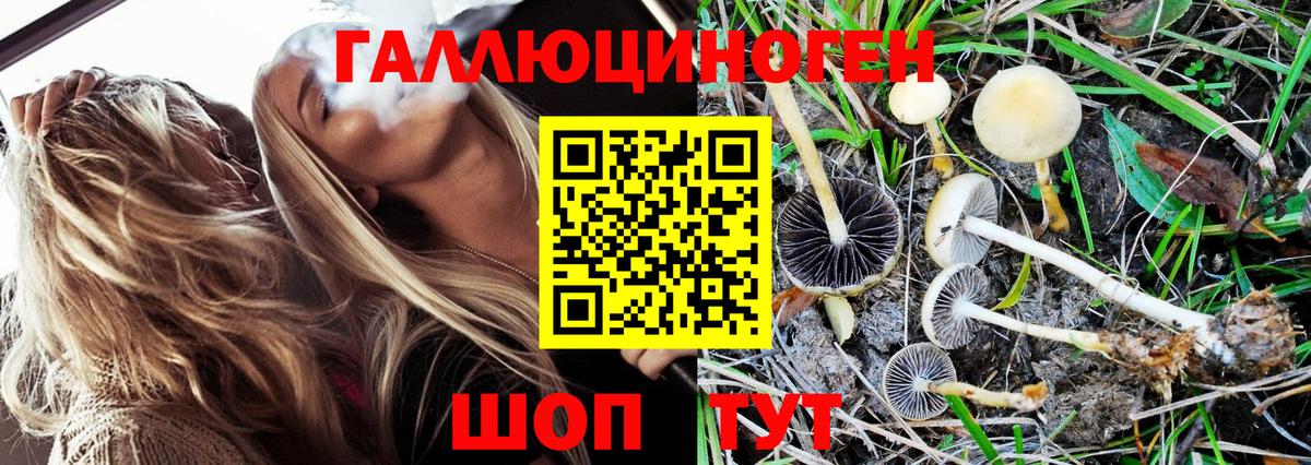 Псилоцибиновые грибы Psilocybe  Рославль 