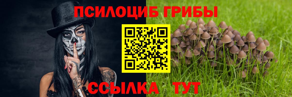 Галлюциногенные грибы Psilocybe Рославль
